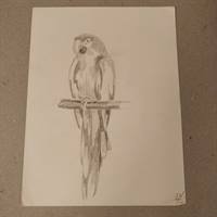 tegning blyant papegøje, ældre kunst original